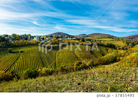 Settlement at Vineyard in Austria Settlement at Vineyard in Austria 37855495