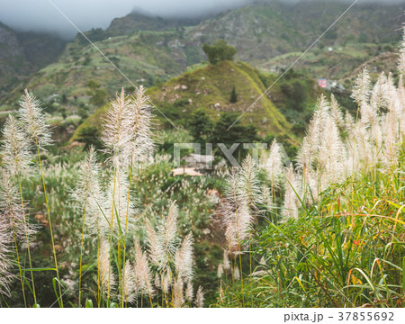 Landscape of vegetation and mountains and some Landscape of vegetation and mountains and some 37855692