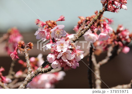 鎮国寺の梅の花(宗像市) 鎮国寺の梅の花(宗像市) 37855971