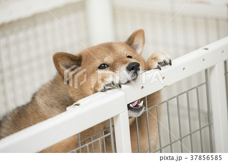 いたずらをする柴犬 カメラ目線の写真素材