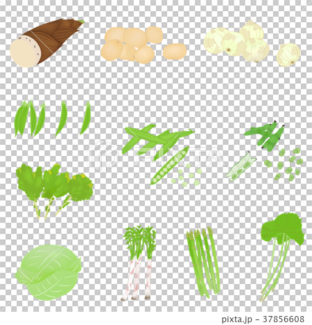 Illustration set of spring vegetables 37856608