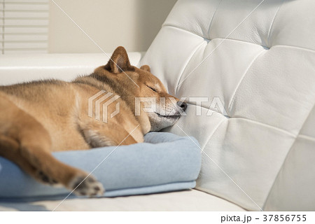 かわいい眠る柴犬 かわいい眠る柴犬 37856755