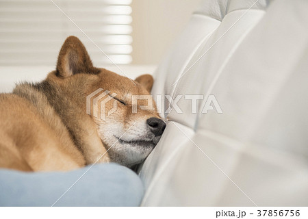 かわいい眠る柴犬 37856756