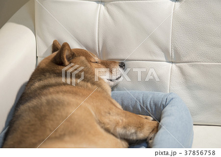 かわいい眠る柴犬 かわいい眠る柴犬 37856758