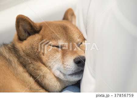 かわいい眠る柴犬 37856759