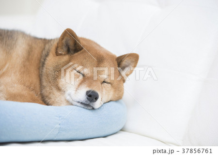 かわいい眠る柴犬 かわいい眠る柴犬 37856761