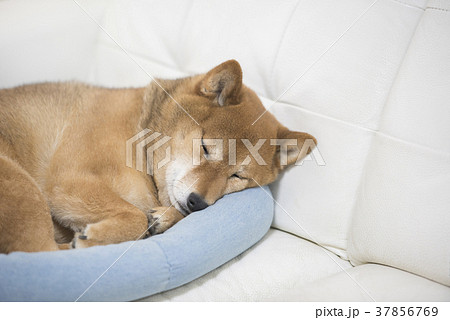 かわいい眠る柴犬 37856769