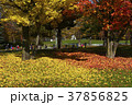 旭川_秋の常盤公園 旭川_秋の常盤公園 37856825