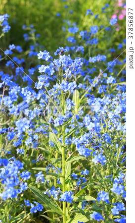 16 9 シナワスレナグサ 青 シノグロッサムの写真素材
