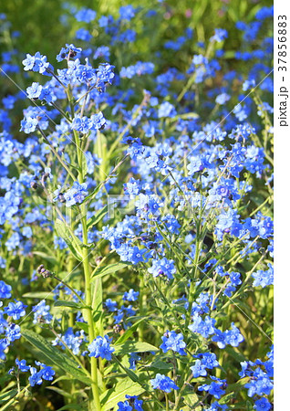 シナワスレナグサ（青）：シノグロッサム 37856883