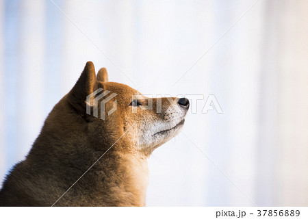 見つめる柴犬 横顔の写真素材