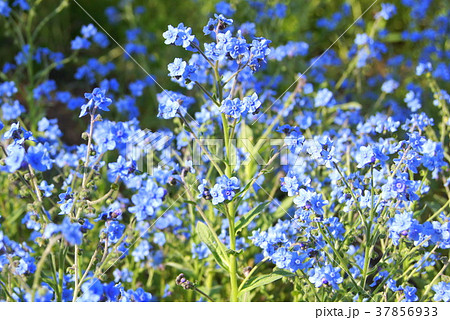 シナワスレナグサ 青 シノグロッサムの写真素材