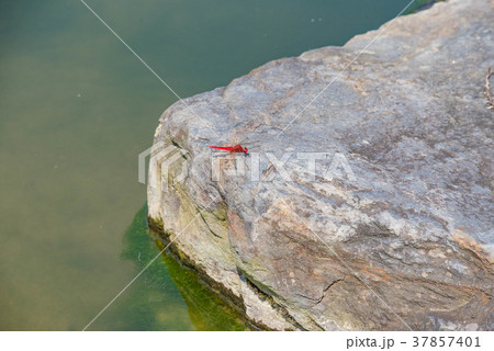 岩で羽根を休めるトンボ 岩で羽根を休めるトンボ 37857401