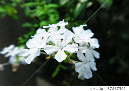 ルリマツリの花 ルリマツリの花 37857505