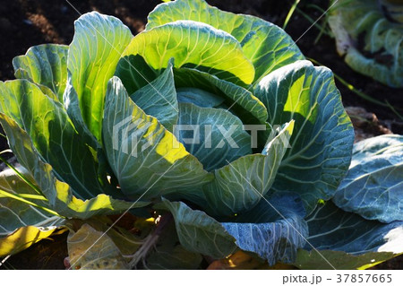 家庭菜園/キャベツ栽培 37857665