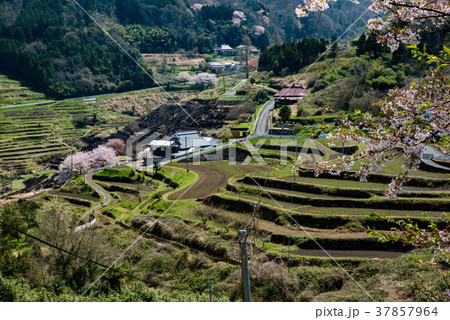 上山の千枚田の春 上山の千枚田の春 37857964