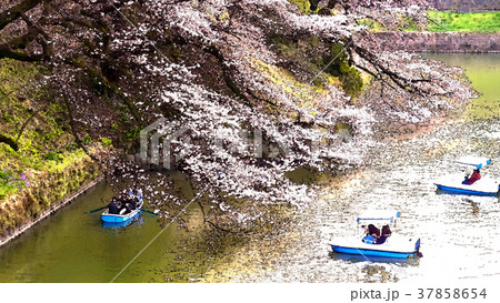 ブルーミング 開花 咲く 37858654