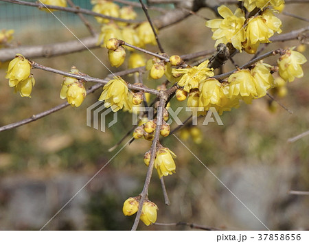 ロウバイ　黄色花　02 37858656