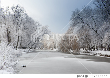 landscape with fresh snow on frozen pond and trees 37858677