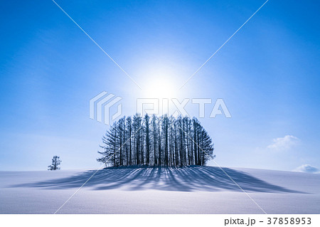 《北海道》冬のマイルドセブンの丘・美しい幻日環 37858953