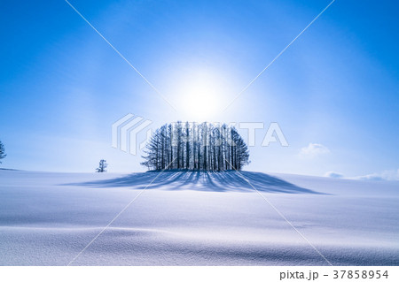 《北海道》冬のマイルドセブンの丘・美しい幻日環 《北海道》冬のマイルドセブンの丘・美しい幻日環 37858954