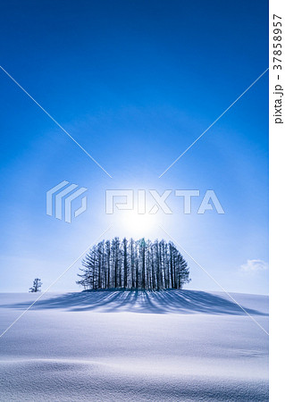 《北海道》冬のマイルドセブンの丘・美しい幻日環 37858957