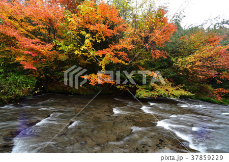 紅葉 37859229