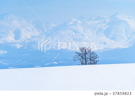 北海道 冬の美瑛 雪原風景の大地の写真素材