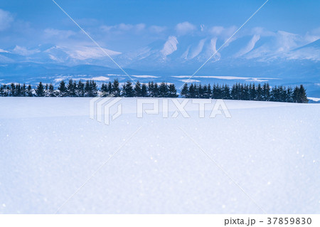 《北海道》冬の美瑛・雪原風景の大地 37859830