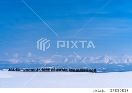 《北海道》冬の美瑛・雪原風景の大地 37859833