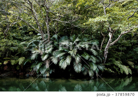 Rush mangrove forest Iriomote, Taketomi, Okinawa 37859870