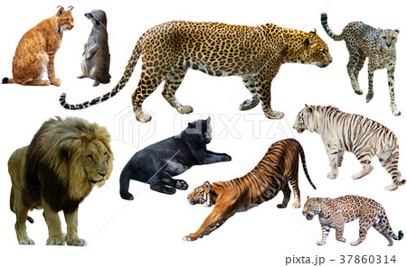 Set of wild mammals isolated over white Set of wild mammals isolated over white 37860314