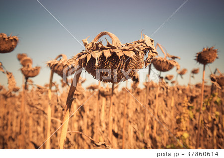 Illustration of scenics fields with ripe sunflowers 37860614