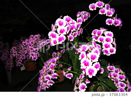 Different varieties of orchid flowers are colorful Different varieties of orchid flowers are colorful 37861304