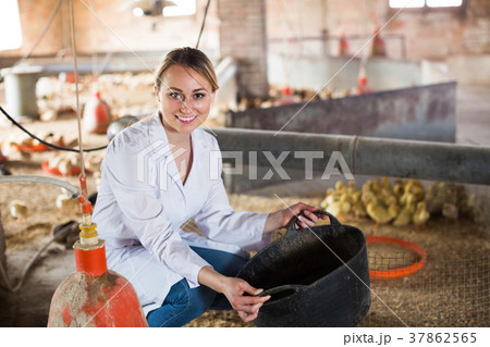 Veterinarian with duckling on farm Veterinarian with duckling on farm 37862565