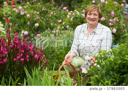 retiree female gardener pink flowers 37863005
