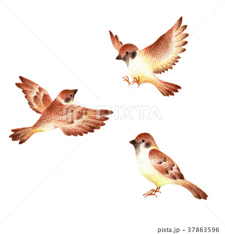 新鮮な雀 イラスト 飛ぶ すべてかわいい動物