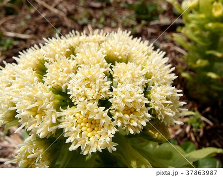 ふきのとうの花 ふきのとうの花 37863987