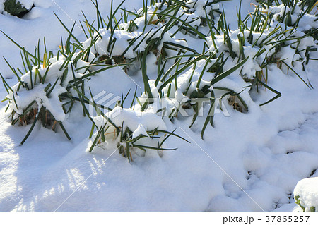 雪の家庭菜園 37865257