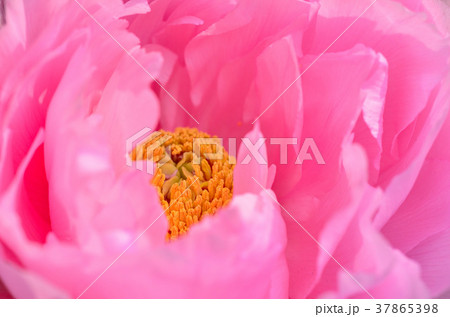 冬ぼたん 冬ぼたん 37865398