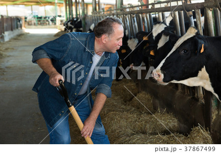 tenderness between man farmer and cow tenderness between man farmer and cow 37867499