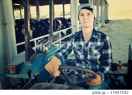 Adult female farmer is sitting on the car at the cowfarm. Adult female farmer is sitting on the car at the cowfarm. 37867582