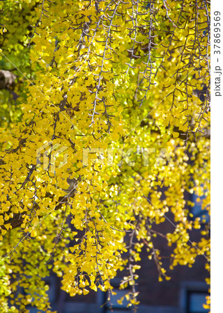 Yellow ginkgo tree in autumn season Yellow ginkgo tree in autumn season 37869569