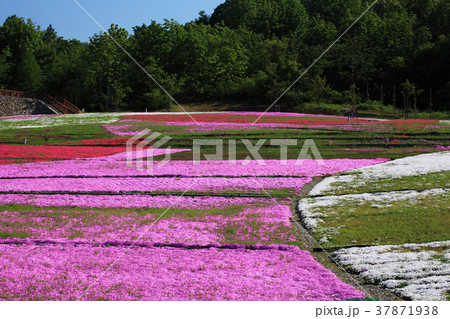 新潟堀之内の芝桜 37871938
