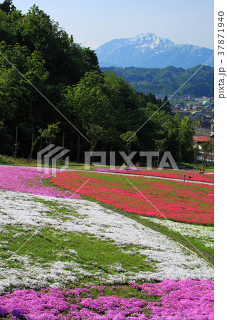 新潟堀之内の芝桜 新潟堀之内の芝桜 37871940