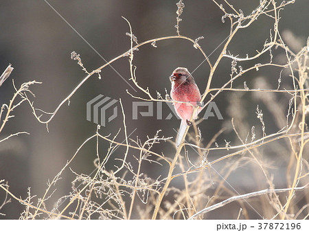 ベニマシコ 37872196