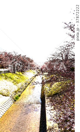 桜 さくら サクラ 37872222