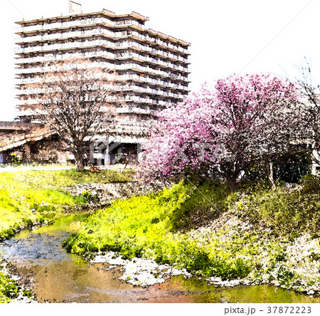 桜 さくら サクラ 37872223