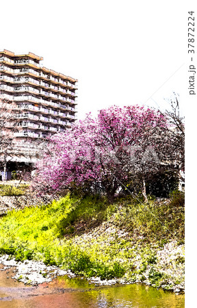桜 さくら サクラ 37872224