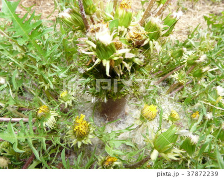 たんぽぽの王様終焉（帯化タンポポ） 37872239